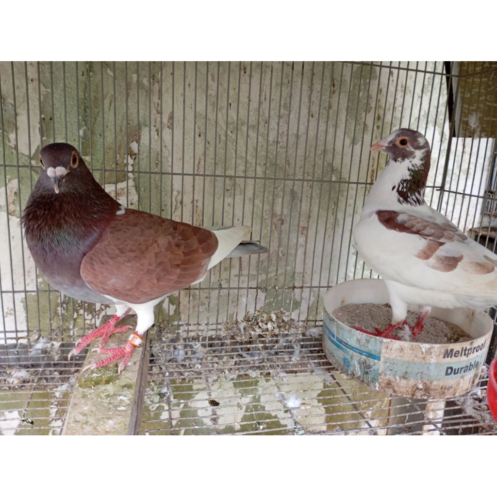 Merpati pos Jantan los ring