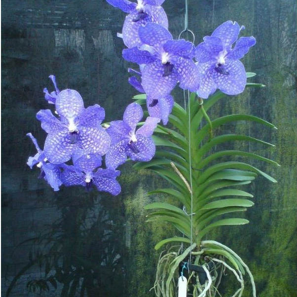 Anggrek Vanda ungu dewasa ( ungu muda)