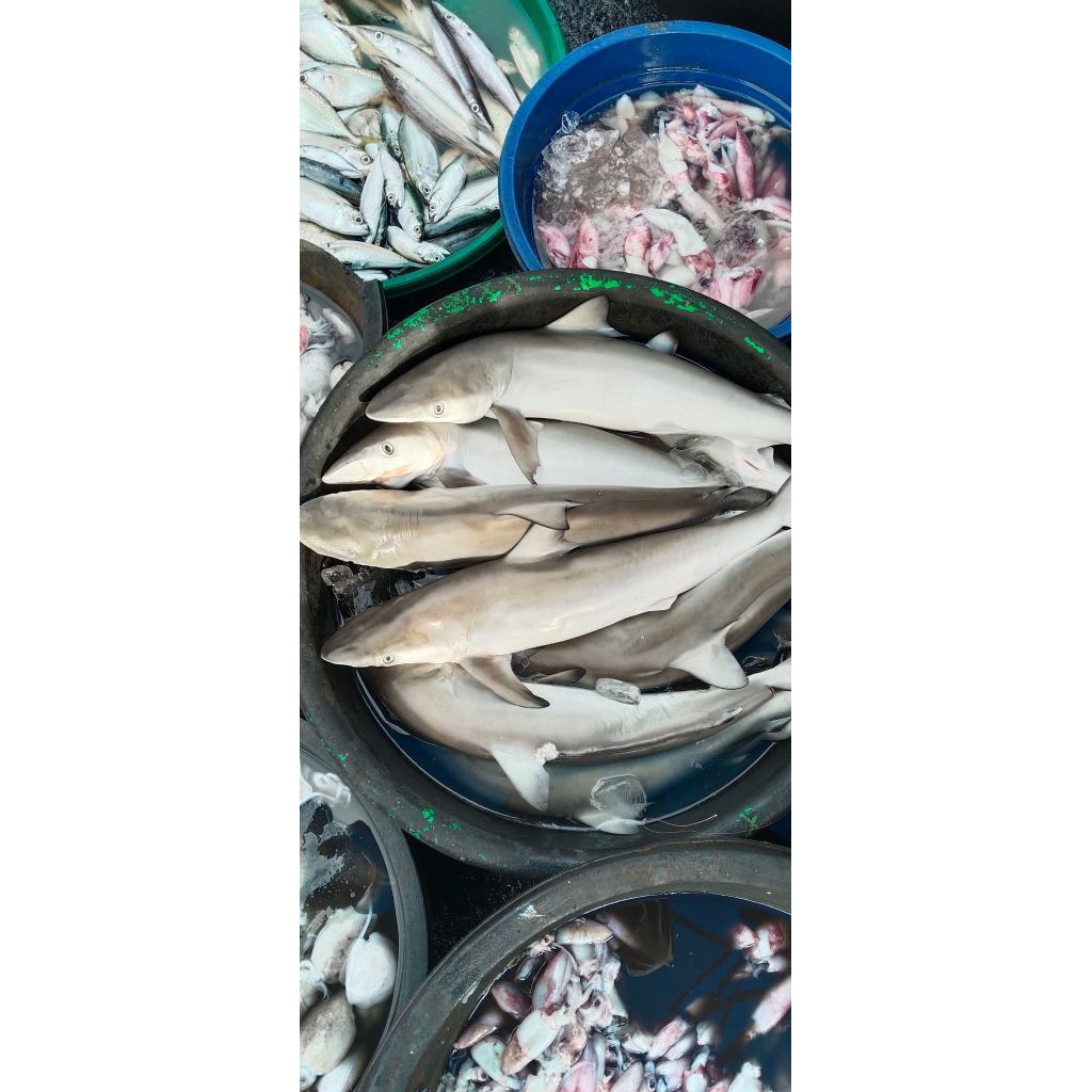 ikan cucut segar ikan laut