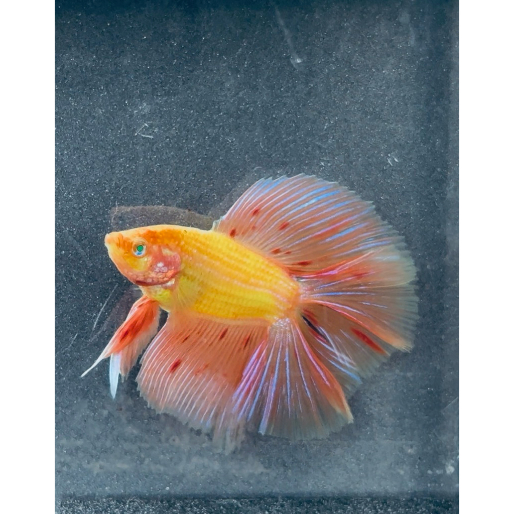 Ikan Cupang Halfmoon /HMDT Neon