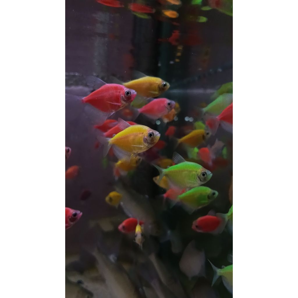 hiasan aquarium glowfish Tetra