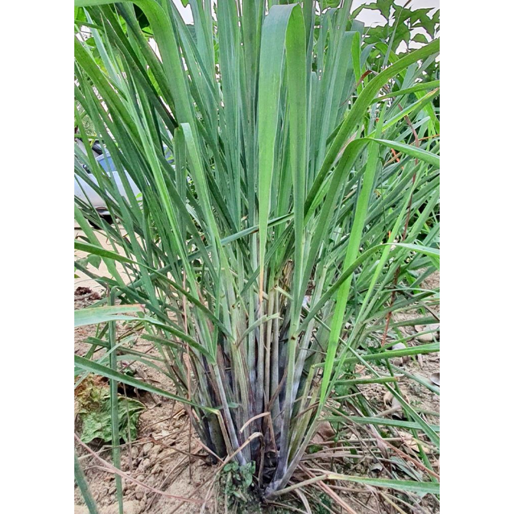 batang sereh wangi 1kg