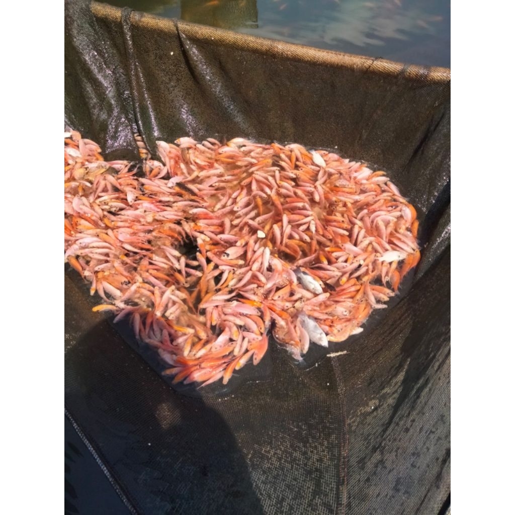 bibit ikan nila merah per kilo ukuran 2-3 jari
