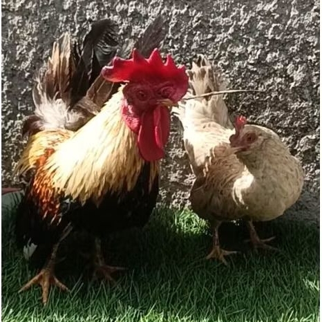 ayam kate sepasang dewasa