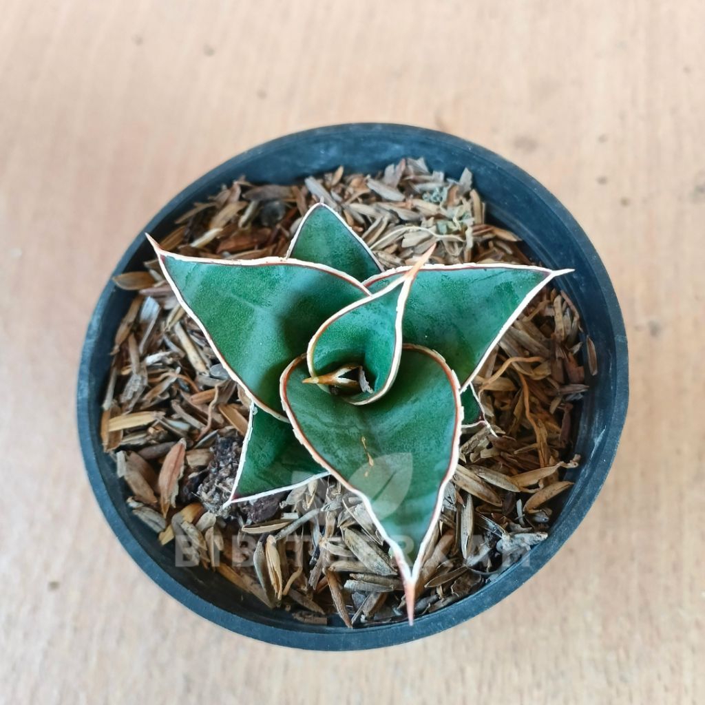 Sansevieria Pinguicula / Pinguin - Tanaman Hias Sansivera Hybrid Lidah Mertua
