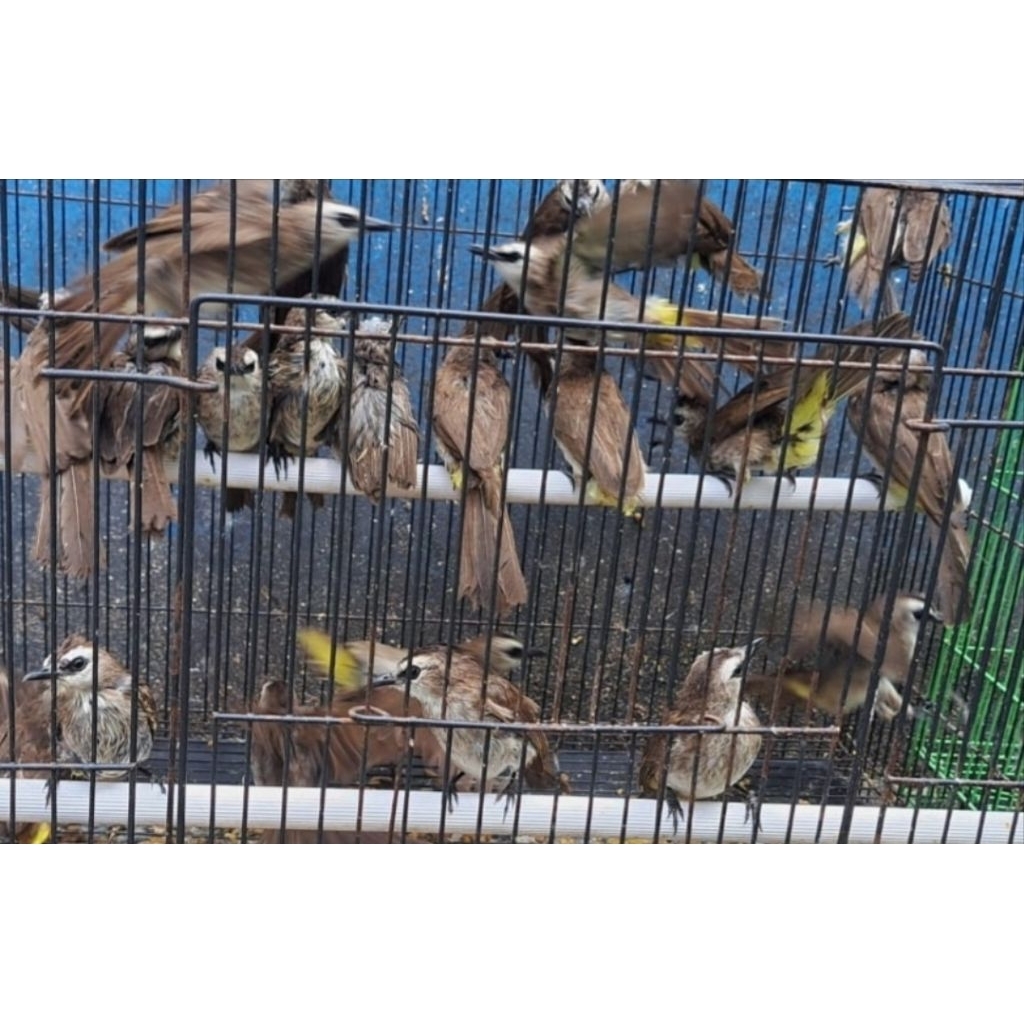 BE Burung Trucukan Bakalan Jantan Pilihan Lincah dan Sehat