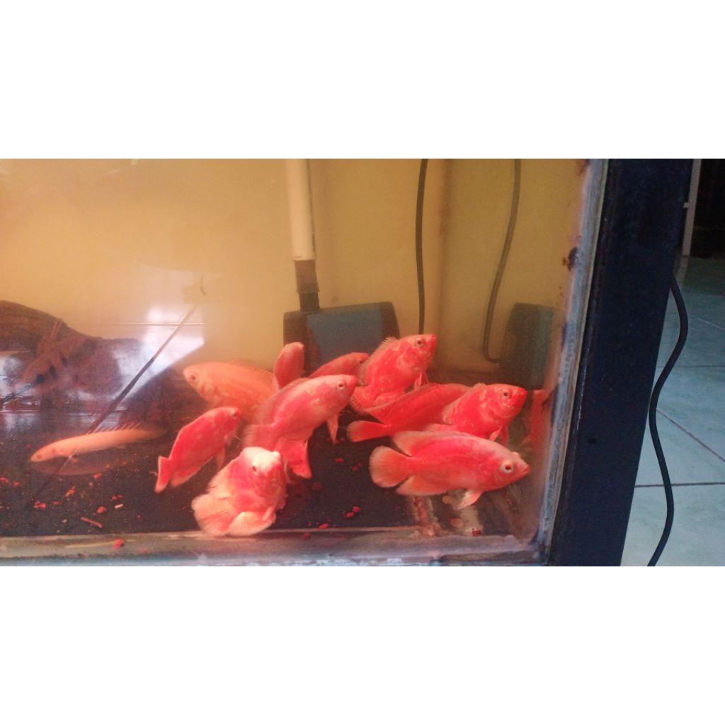 Oscar Nemo albino 7-8 cm