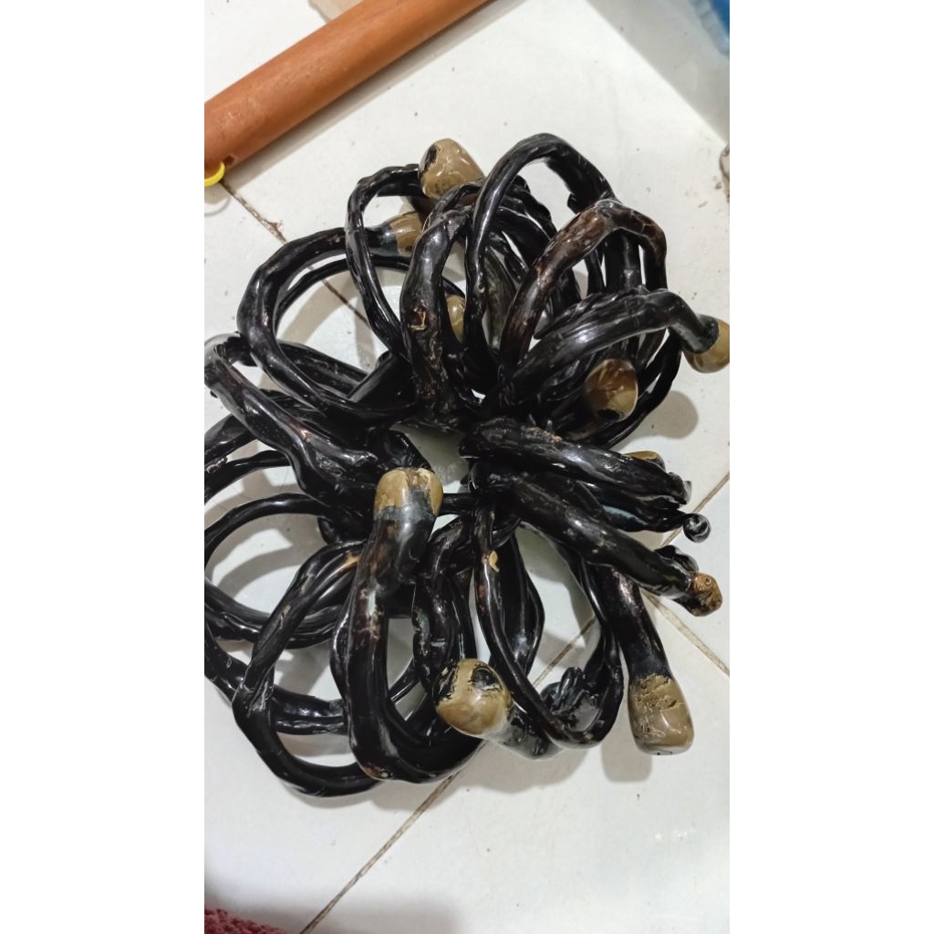 Gelang akar bahar ukuran besar