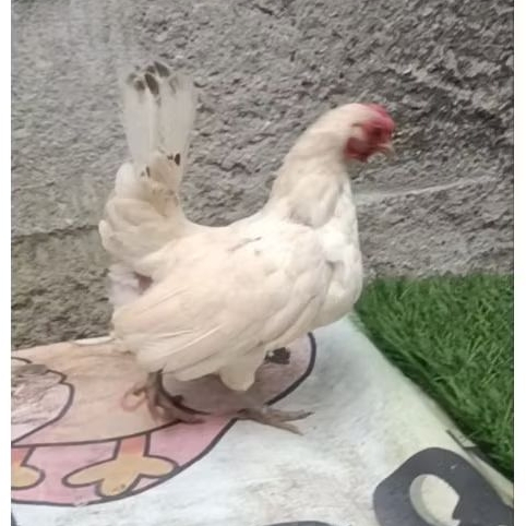 ayam kate betina dewasa