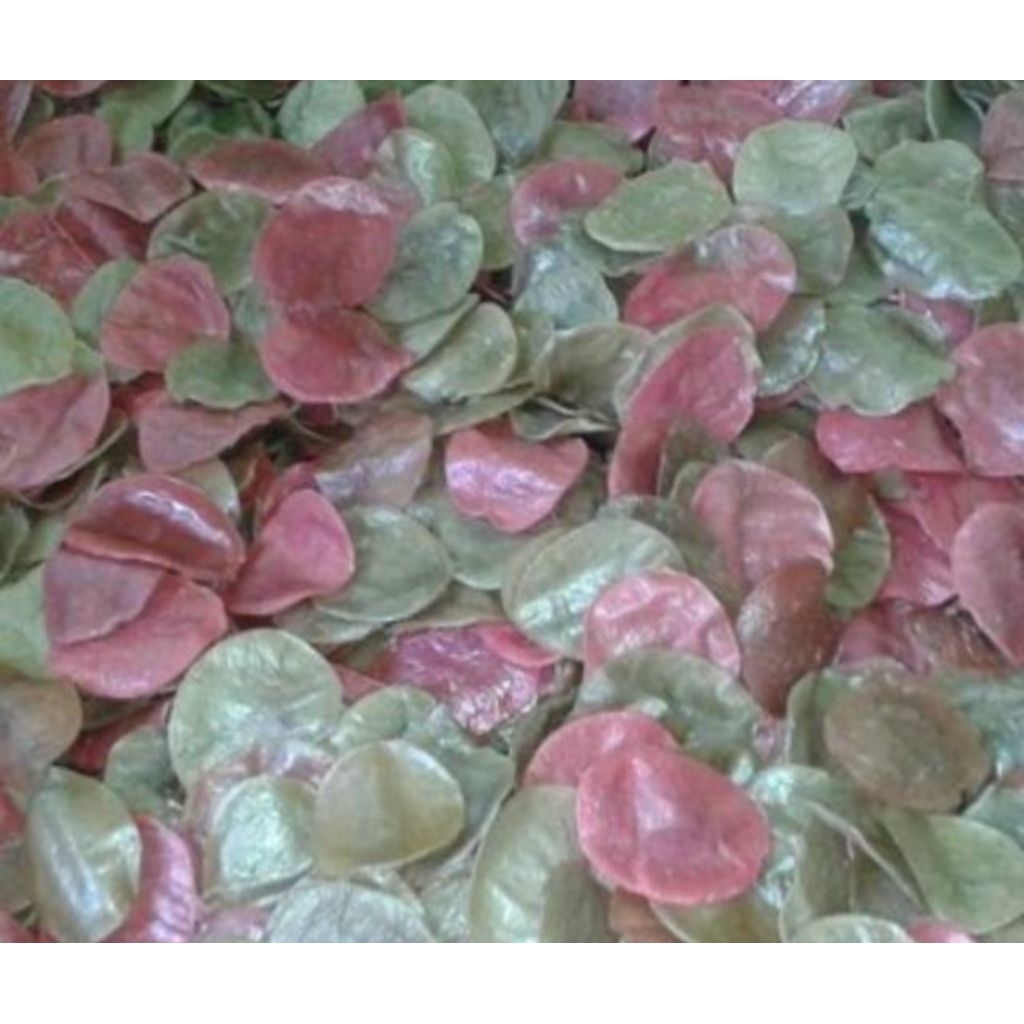 opak aci metah khas Cirebon opak aci melarat mentah khas Cirebon 1 kg