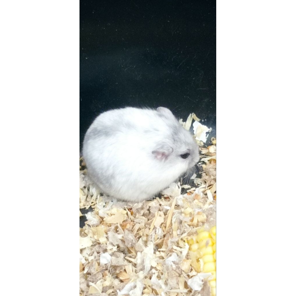 Hamster Winter White