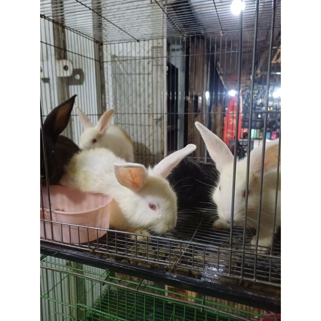 kelinci indukan 3 ekor jantan 1 betina2