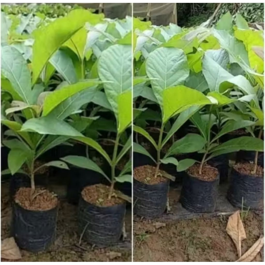 Bibit pohon jati unggul kayu mutiara