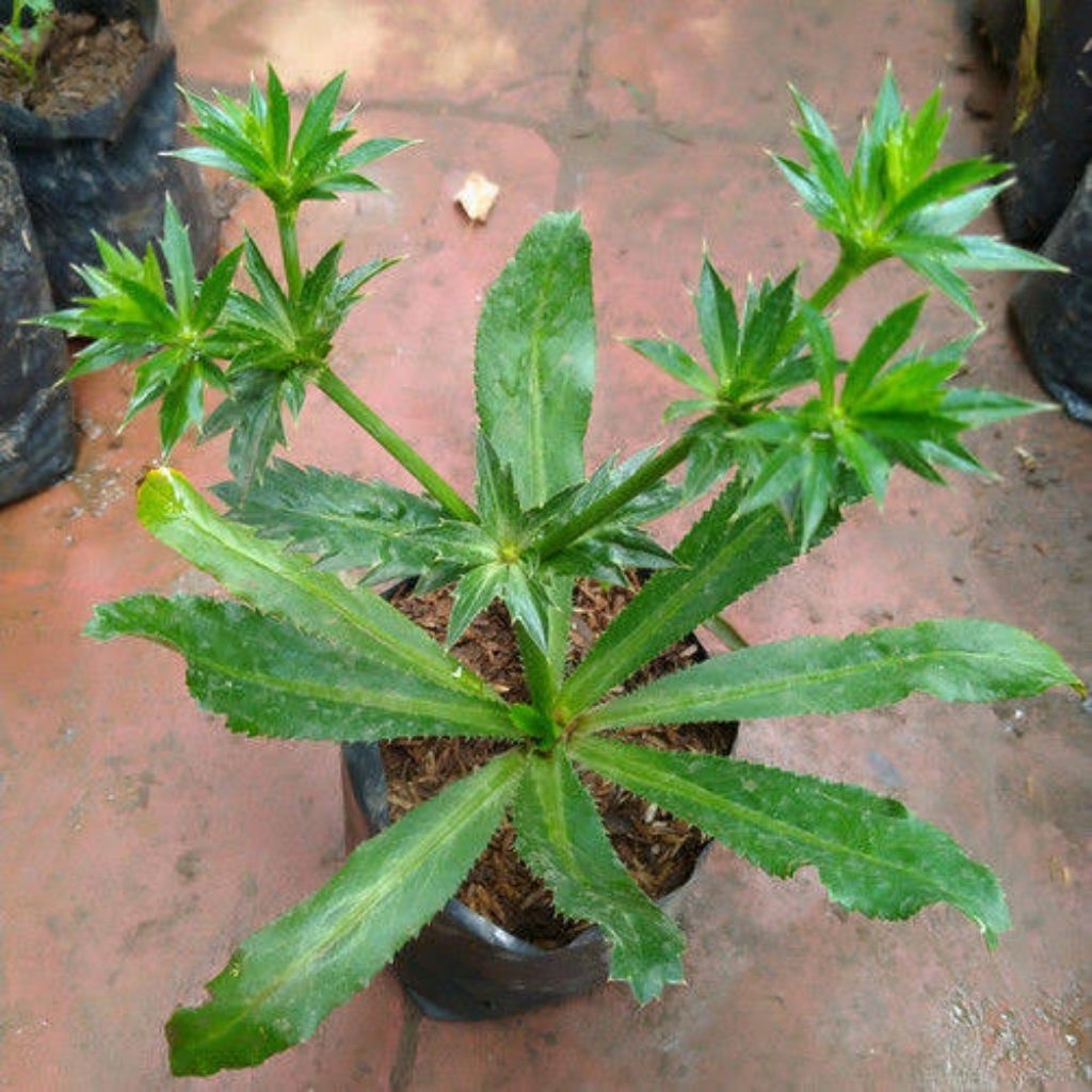 Daun Walang Sangit/Bibit Walang Sangit Per 10 pohon Vegetable Seeds Walang Sangit Bibit Sayuran Wala