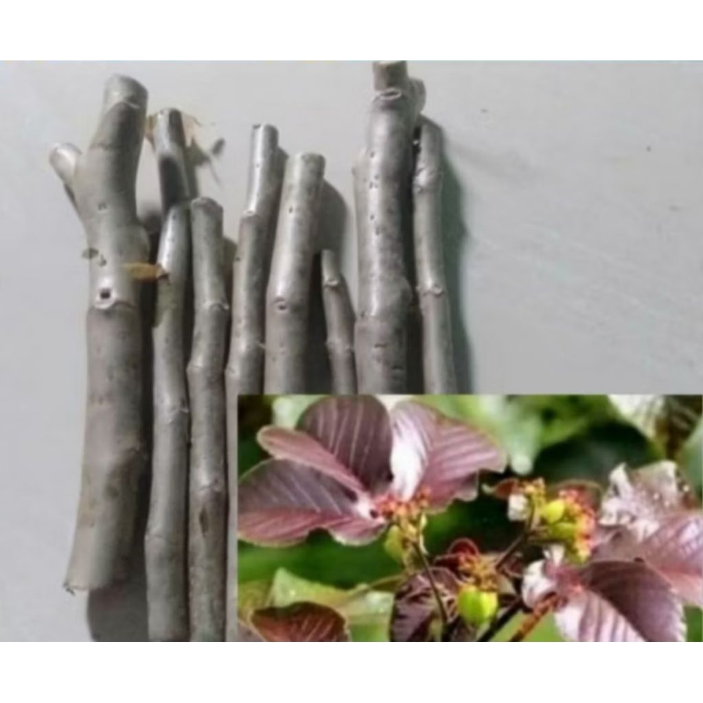 bibit stek jarak wulung, bibit tanaman jarak wulung.