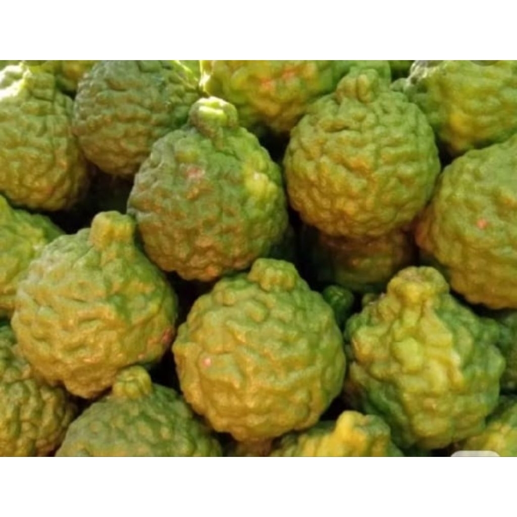 Jeruk Purut Jantan Medan perbiji