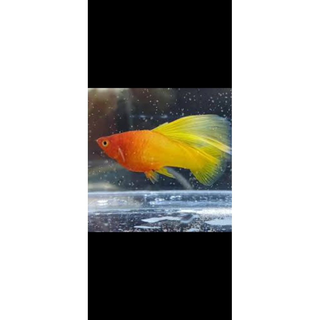sepasang platy sunrise tipe dorsal cendrawsi
