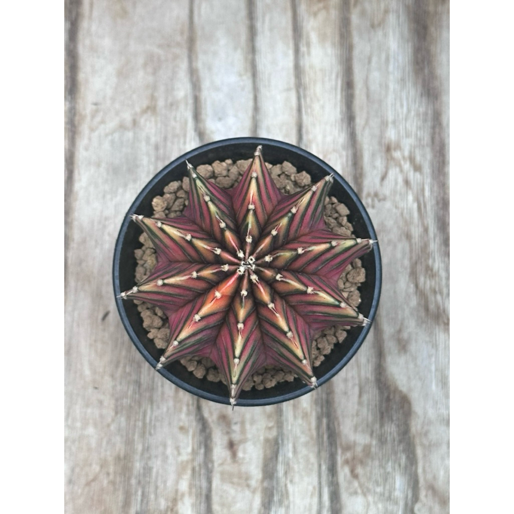 (Kaktus) Gymno LB Hybrid Var - 08