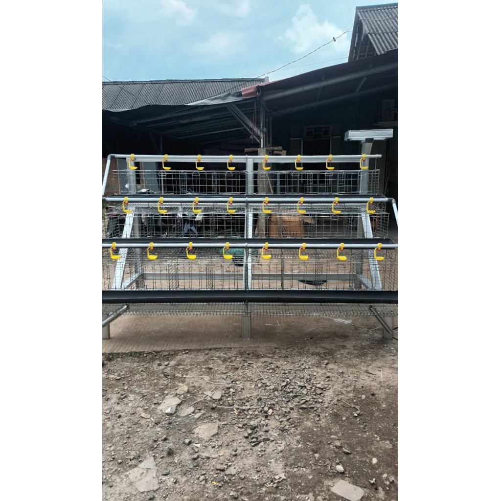 paket kandang batrai galvanis 24pintu kapasitas 48ekor Plus ayam petelur merah sekala rumahan