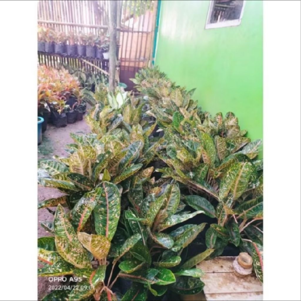 aglonema donacarmen - tanaman hias aglonema donacarmen