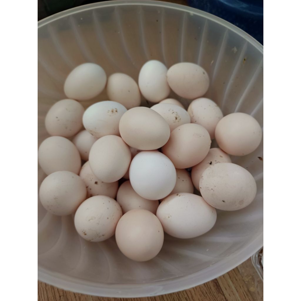 TELUR AYAM ELBA FERTIL