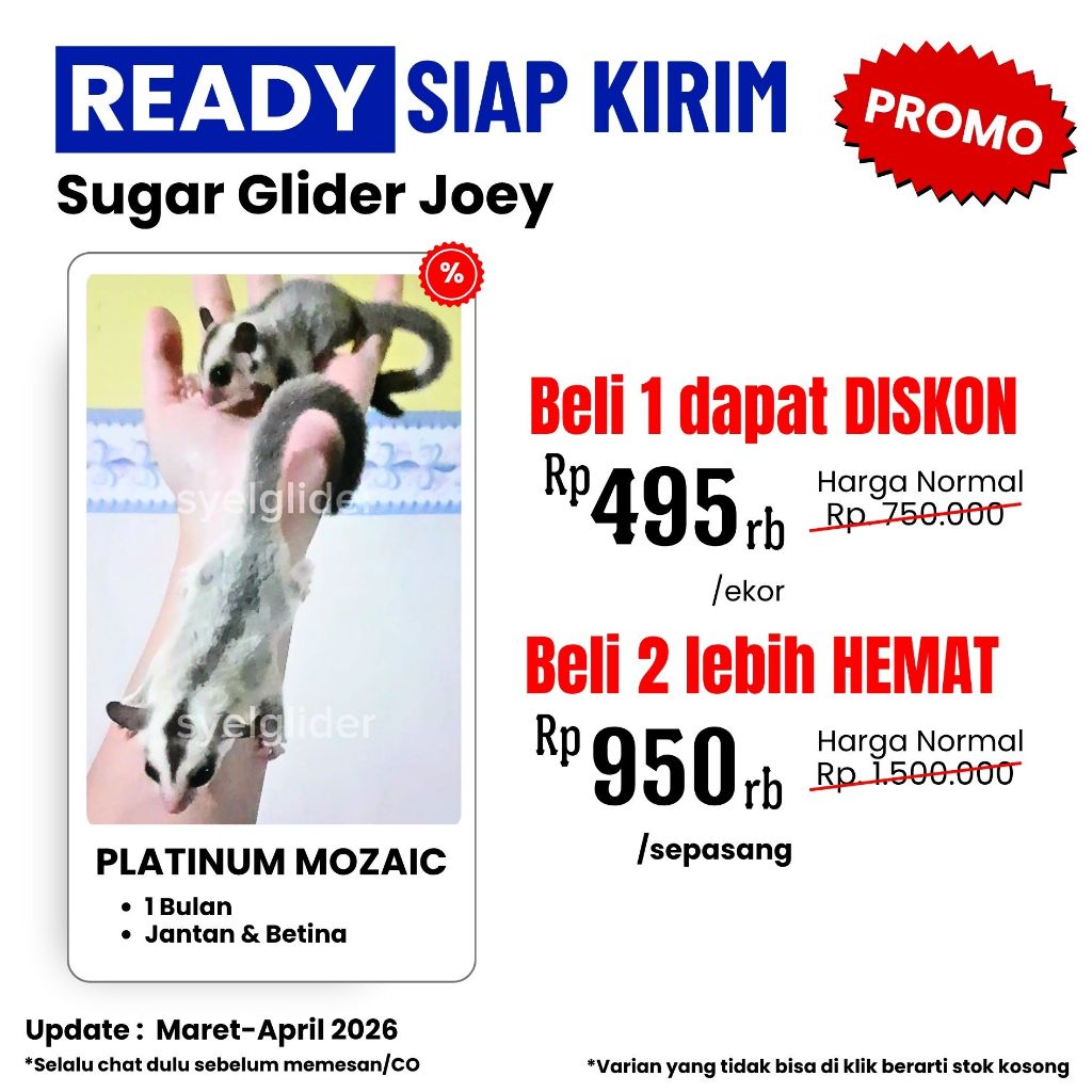 LINK CO SUGAR GLIDER PLATINUM MOZAIC LEUCISTIC CLASSIC GREY WHITE FACE RINGTAIL