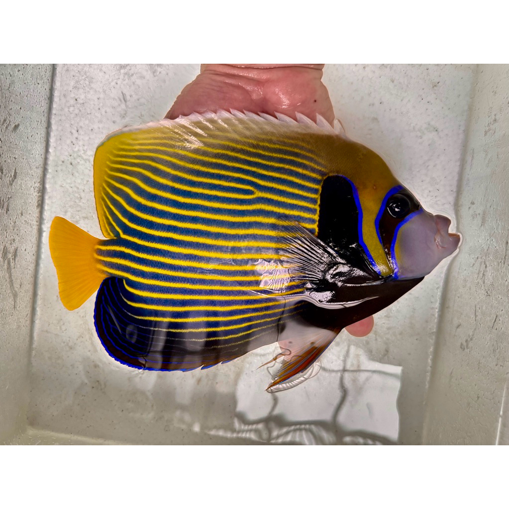 ikan hias laut angl batman size XXL 24-25cm