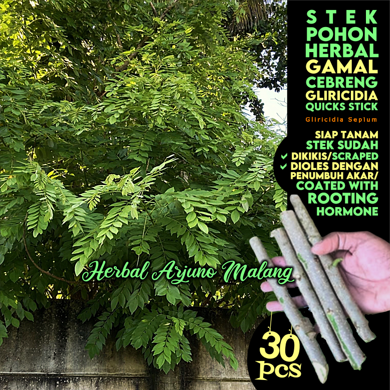 Gamal Cebreng 30pcs Stek Pohon Tanaman Toga Apotek Hidup Pagar Obat Herbal Tradisional Pestisida Nab