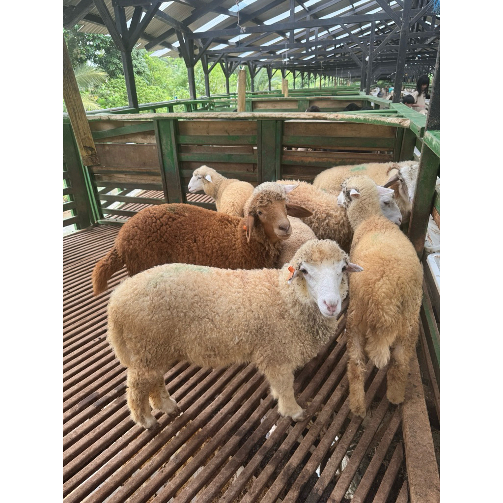 Domba Kambing Untuk Pelihara Qurban Murah | Khusus Jawa