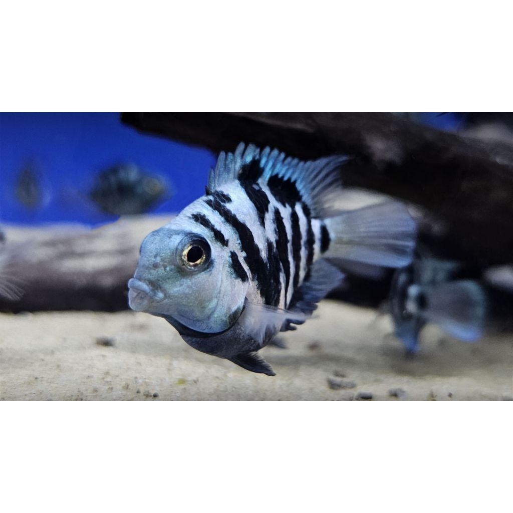Blue Polar