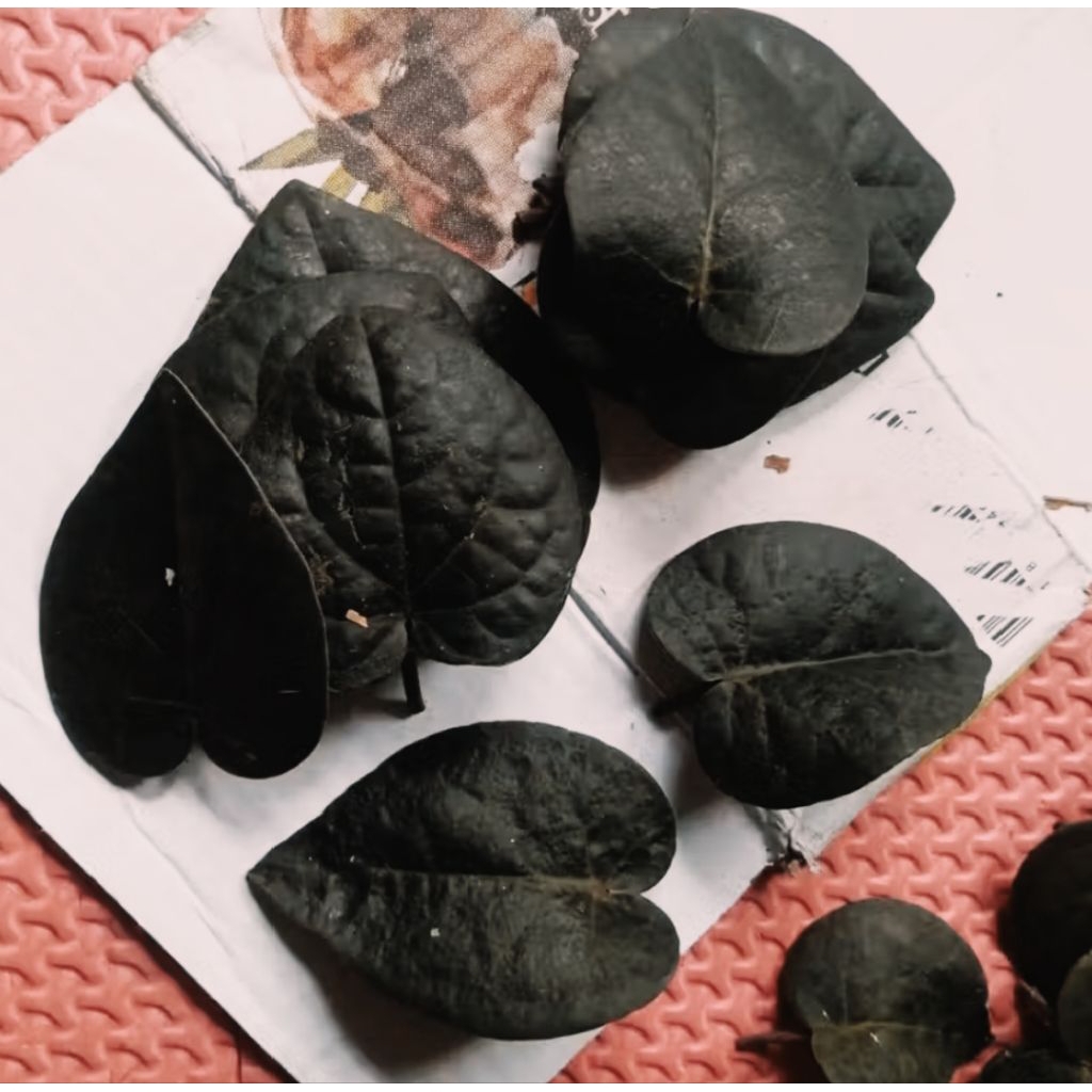 daun sirih hitam asli hutan 50 lembar segar