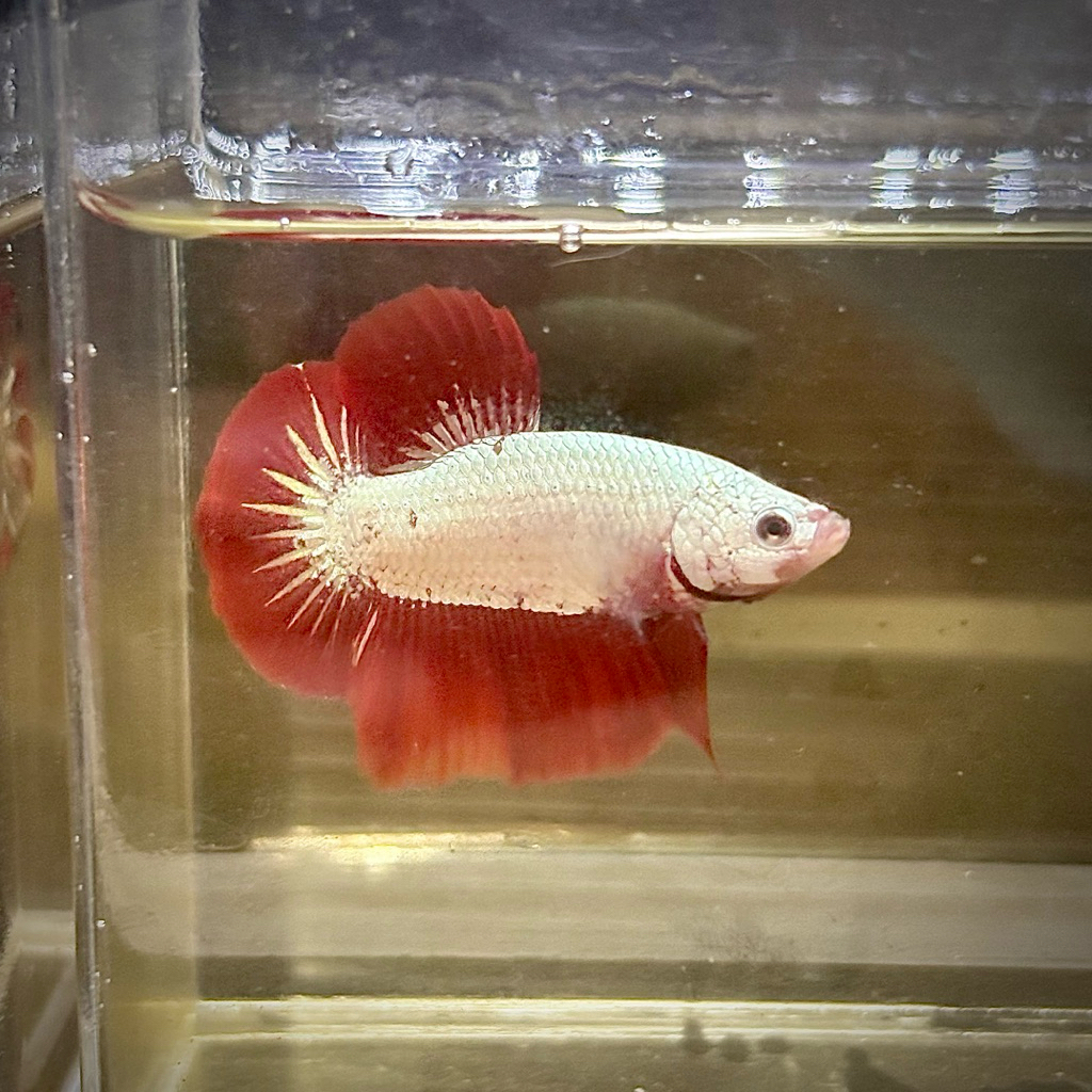 Cupang pk Red Dragon Snow real pict