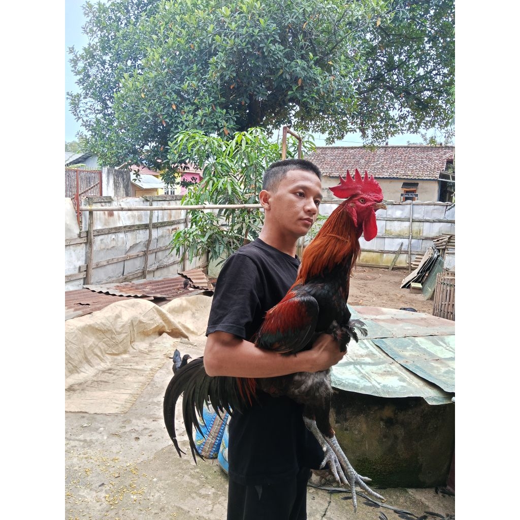 Ayam Pelung Dewasa