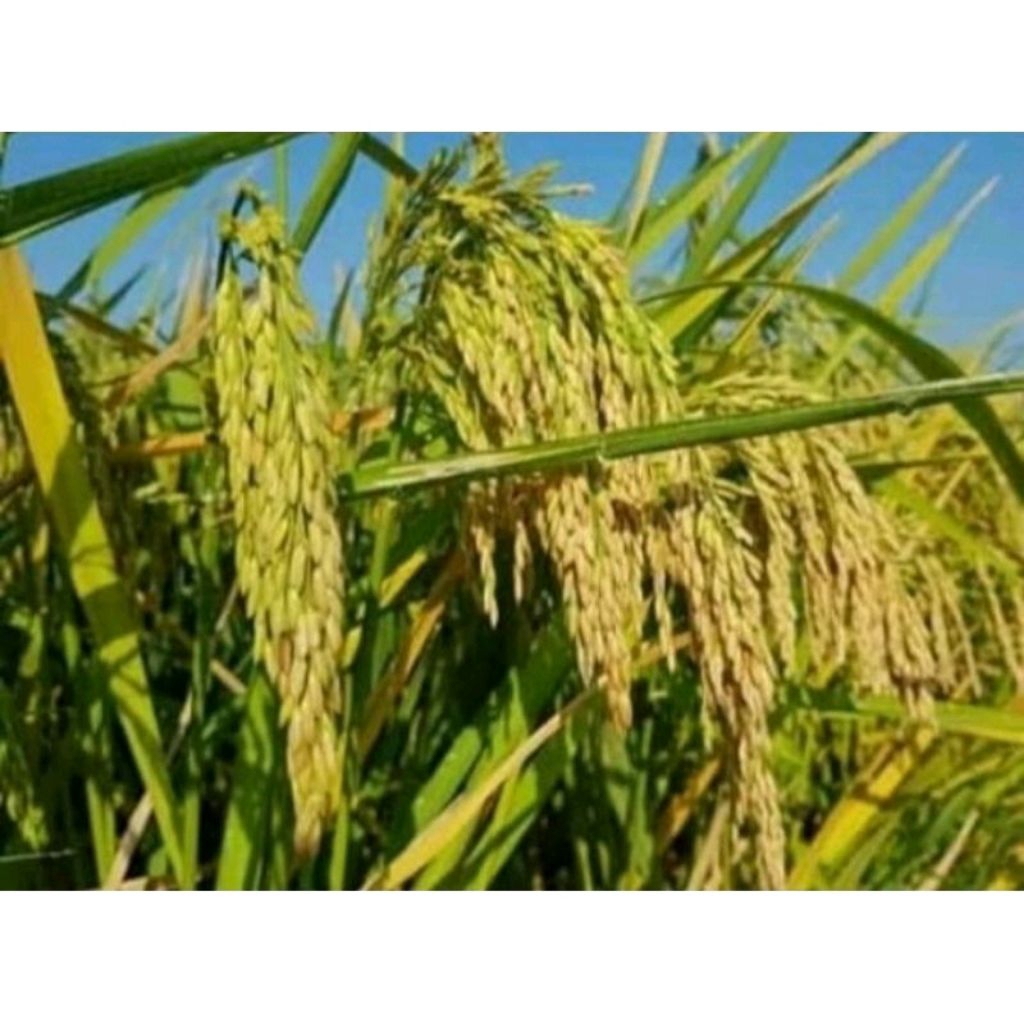 Benih padi Inpari 42 jumbo (5kg)