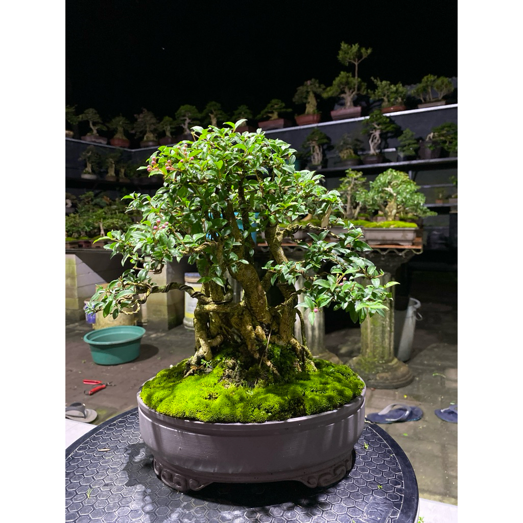bonsai sakura micro