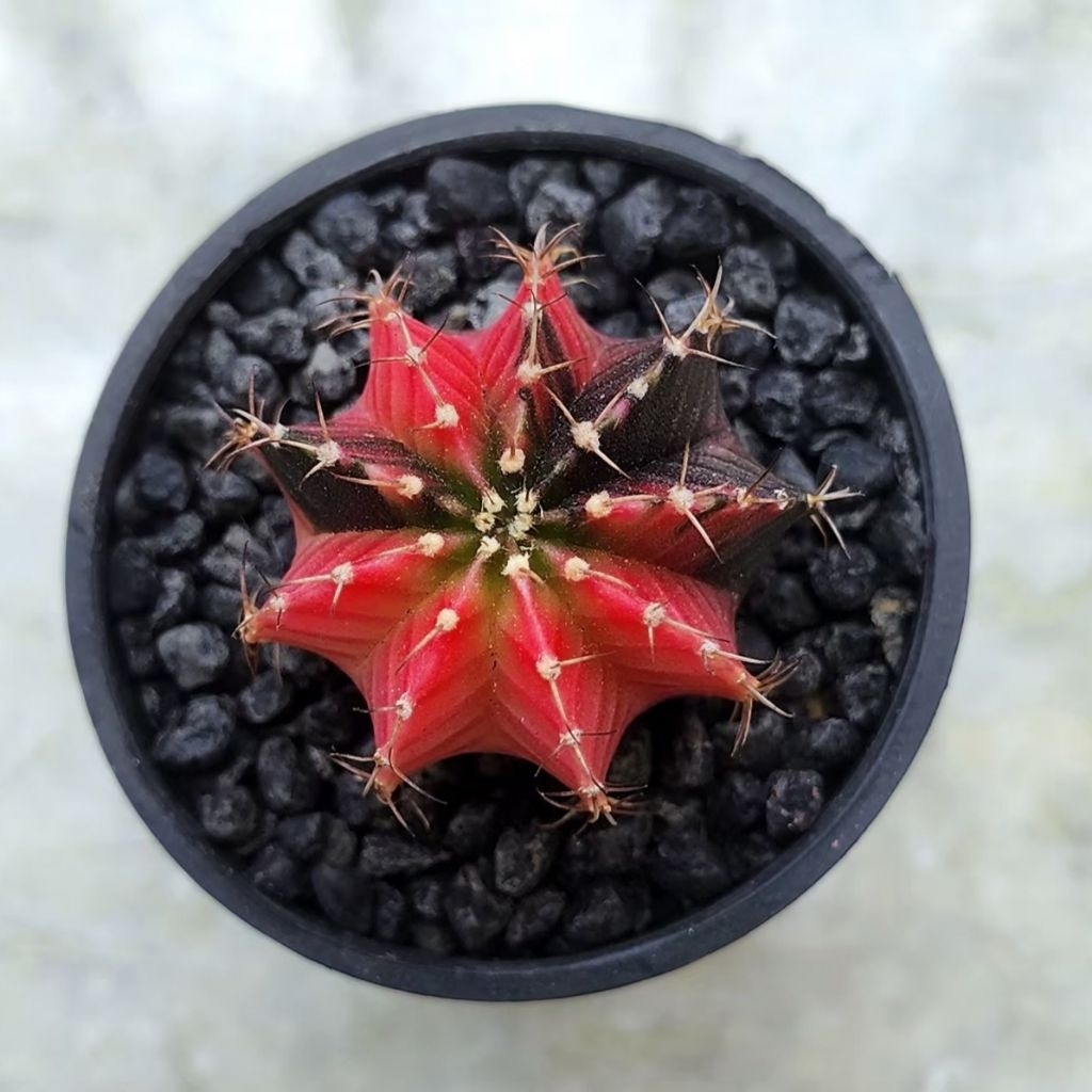 Kaktus LB Hybrid Variegata