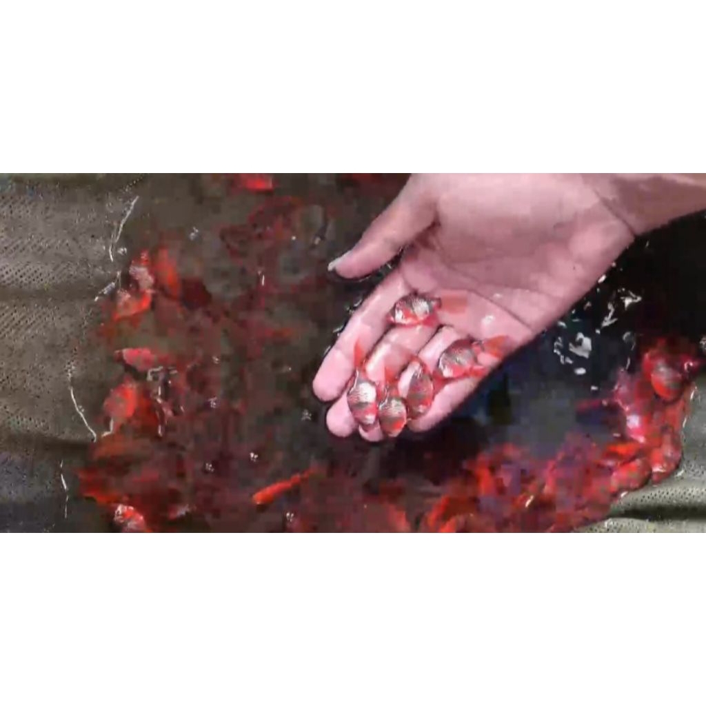 IKAN SUMATRA MERAH SLAYER