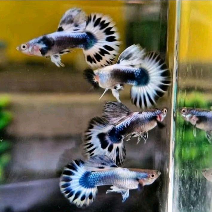 guppy blue ivory / hiasan aquarium