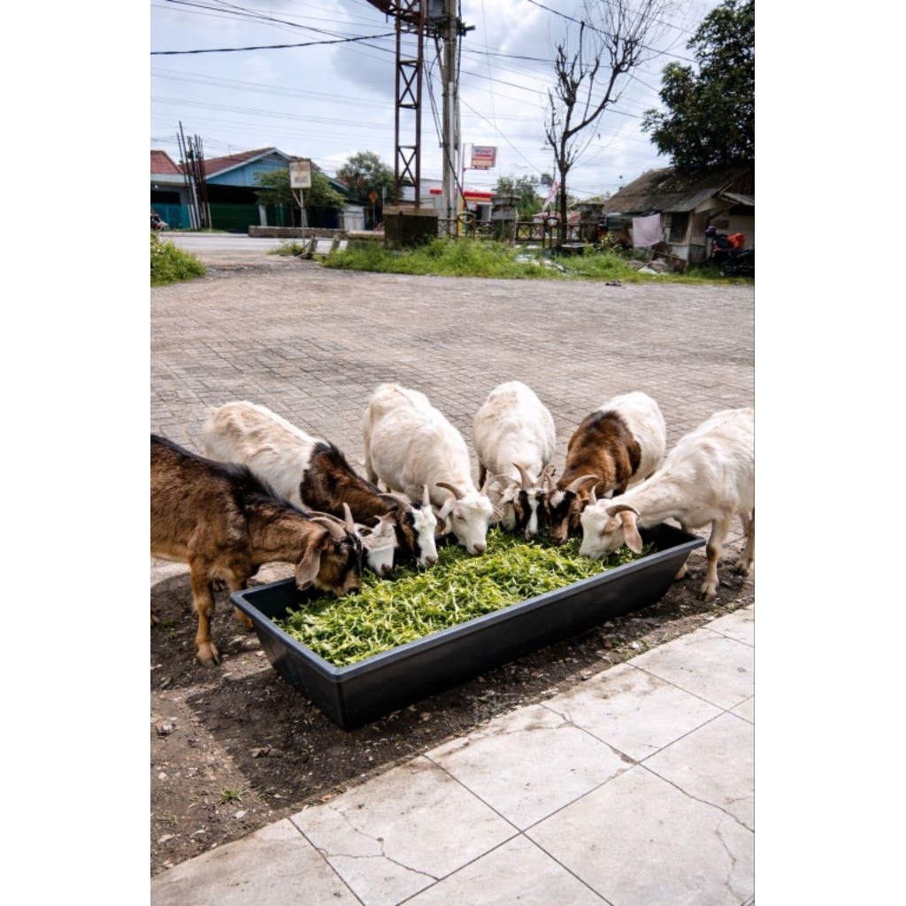 WADAH PAKAN KAMBING WADAH PAKAN HEWAN