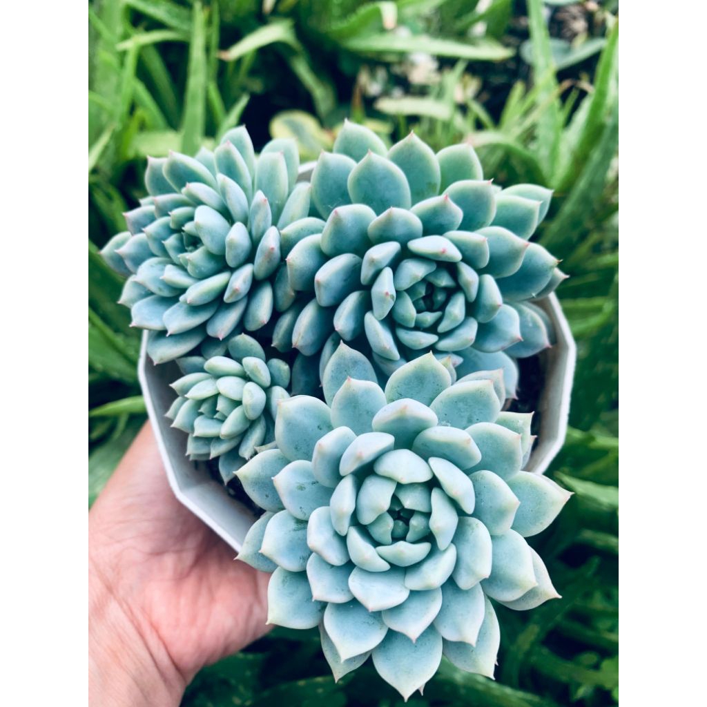 Kaktus Sukulen Mini Berakar Murah Bebas Pilih Jenis