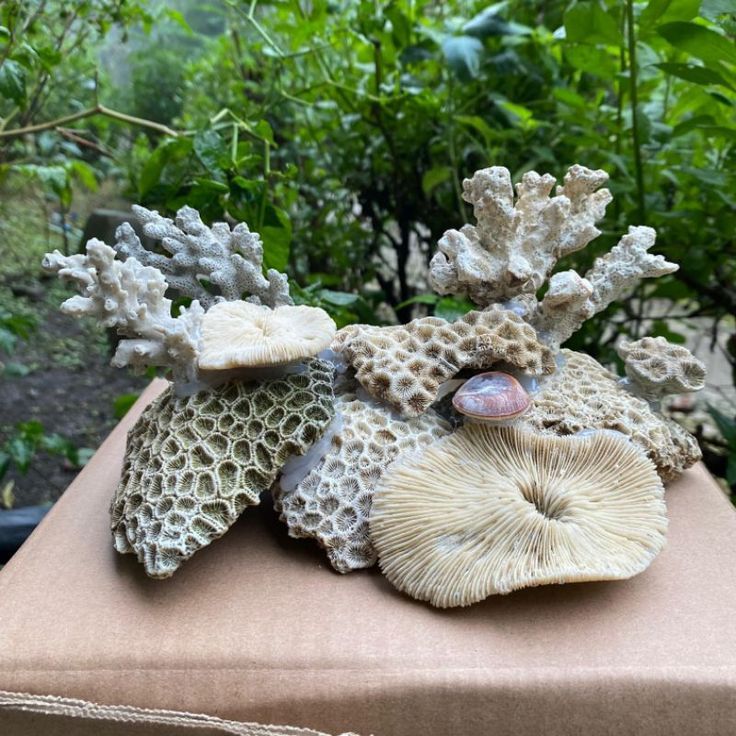 KARANG LAUT HIASAN AQUARIUM