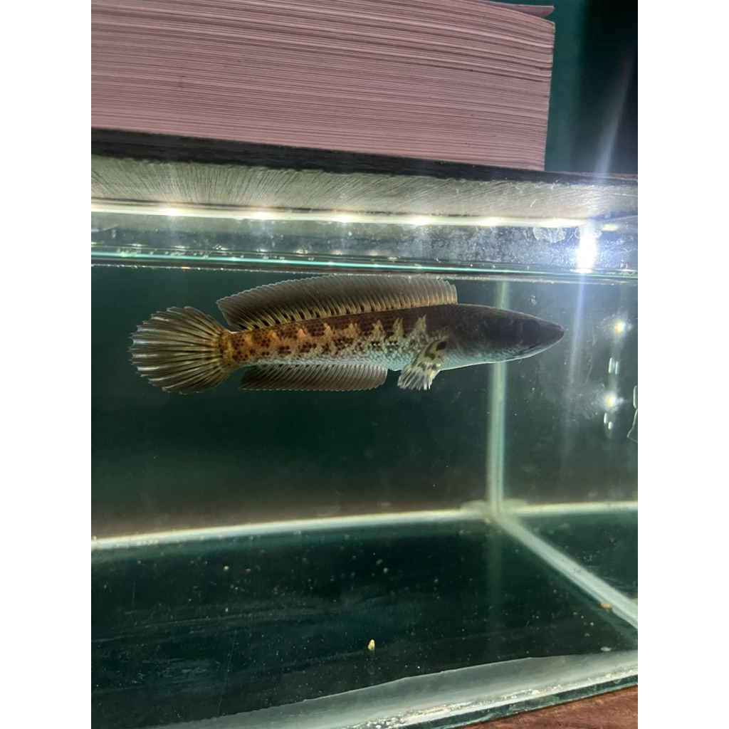 auranti 12cm grade b+++