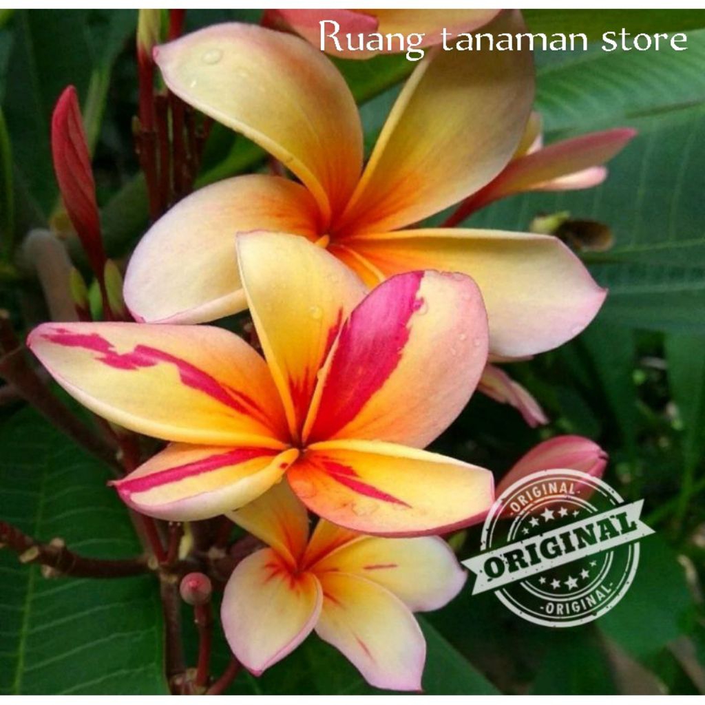Tanaman hias plumeria Kamboja Bali bunga merah kombinasi kuning bibit cutting siap tanam