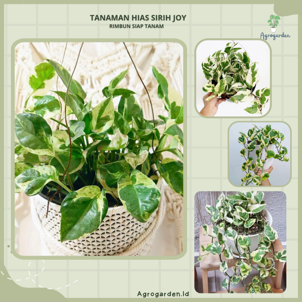 TANAMAN HIAS MERAMBAT SIRIH JOY - Sirih Njoy RIMBUN - Tanaman Hias Sirih Gading Enjoy / Koin Varigat