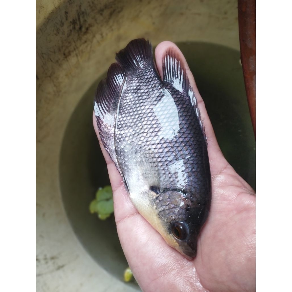 bibit ikan gurame soang ukuran 3-4jari super murah