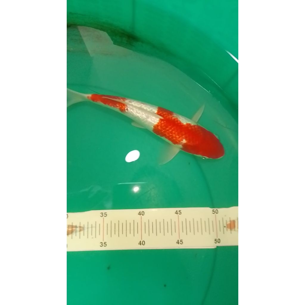 Ikan koi jenis Kohaku Ginrin 28cm warna merah