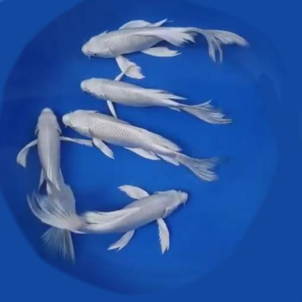 paket 10 ekor koi platinum size 6,7 cm