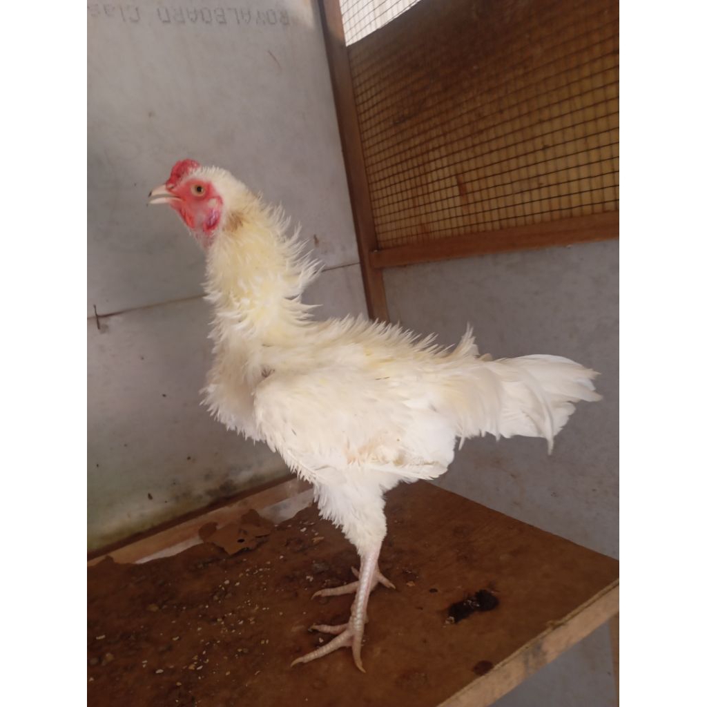 Ayam walik putih kampung jantan jago muda di Jakarta