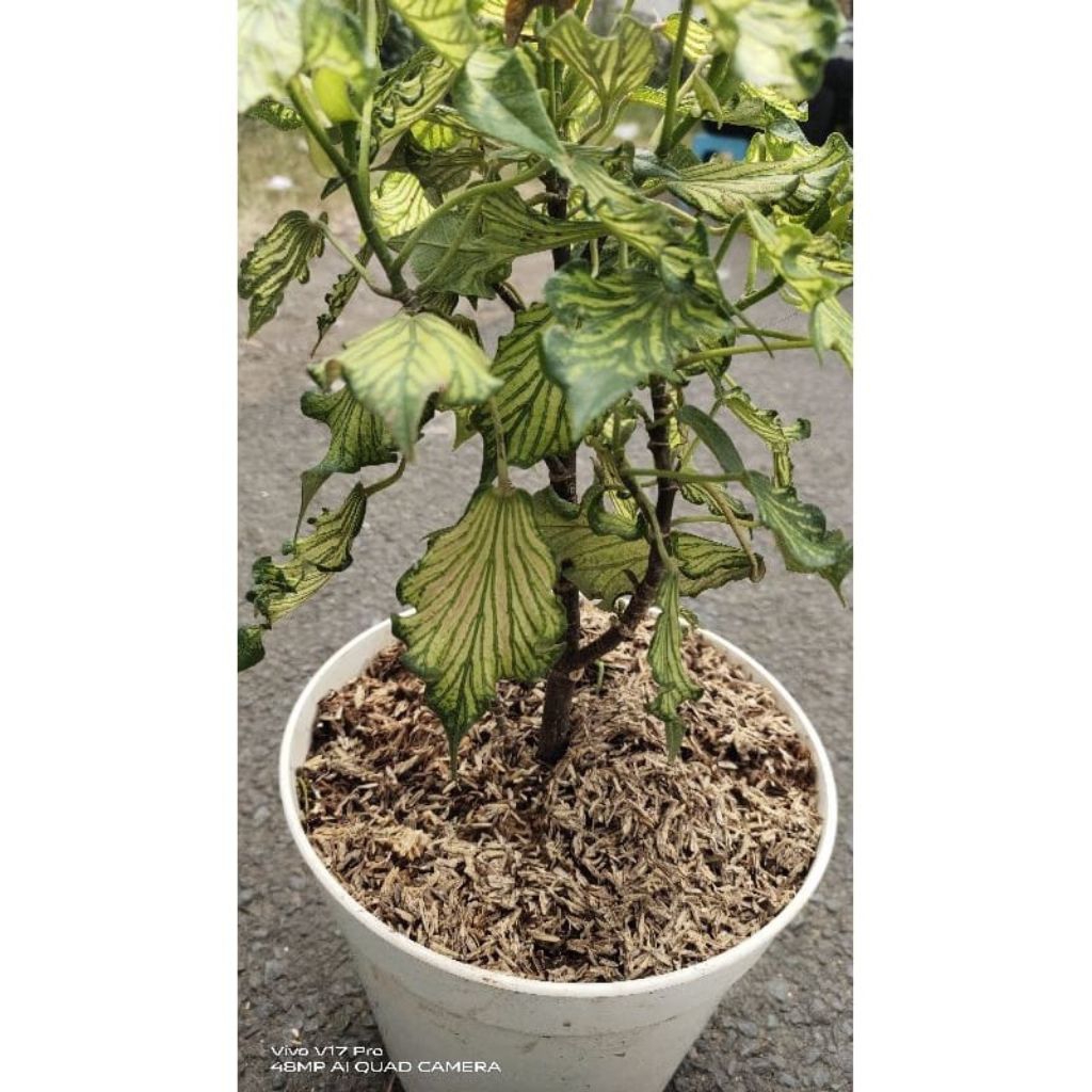 bahan bonsai  tanaman hias waru wayang