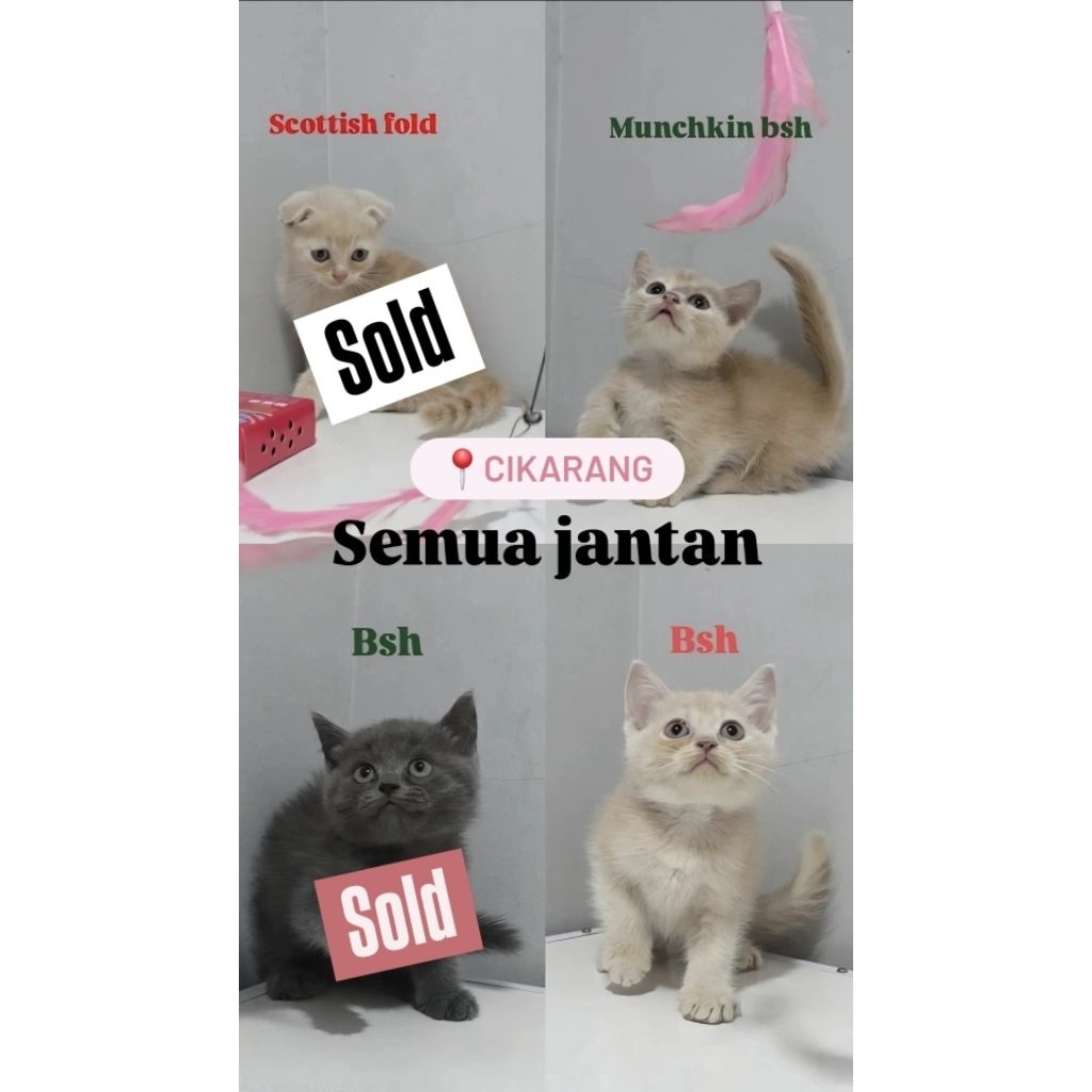 British shorthair Scottish fold munchkin figure